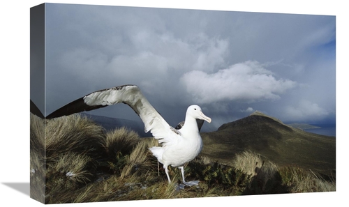 Global Gallery GCS-451596-1218-142 12 x 18 in. Southern Royal Albatros