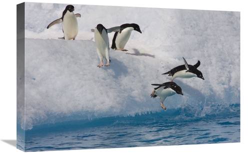 Global Gallery GCS-395873-1624-142 16 x 24 in. Adelie Penguin Group Ju