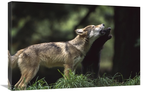 Global Gallery GCS-452998-2030-142 20 x 30 in. Timber Wolf Pups Howlin