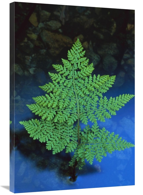 Global Gallery GCS-453512-2436-142 24 x 36 in. Beadfern, New Zeala