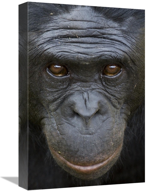 Global Gallery GCS-450914-1218-142 12 x 18 in. Bonobo Portrait, Na