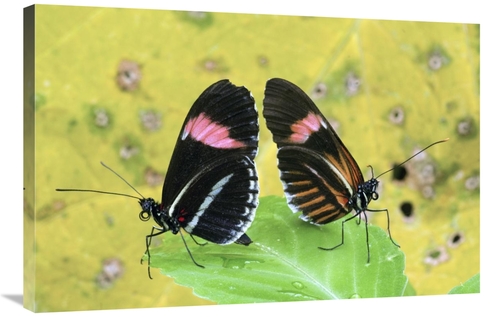 Global Gallery GCS-397345-2436-142 24 x 36 in. Crimson-Patched Longwin