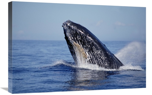 Global Gallery GCS-450994-2030-142 20 x 30 in. Humpback Whale Breachin