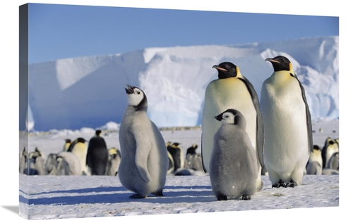 Global Gallery GCS-452414-2030-142 20 x 30 in. Emperor Penguins & Chic