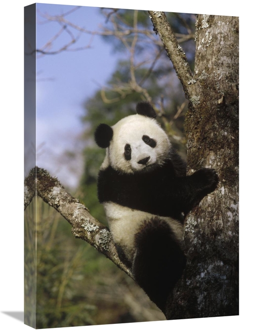 Global Gallery GCS-398491-1624-142 16 x 24 in. Giant Panda in Tree&#44