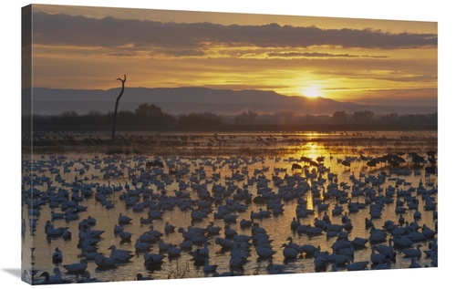 Global Gallery GCS-398530-2436-142 24 x 36 in. Snow Goose Wintering Fl