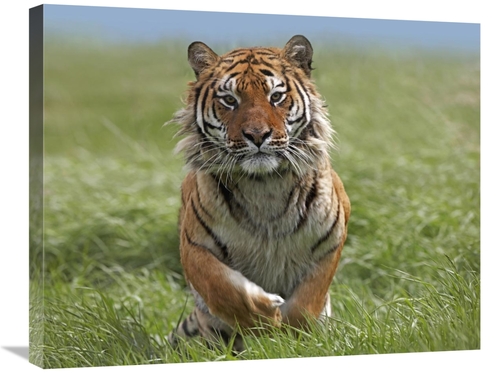 Global Gallery GCS-396135-2228-142 22 x 28 in. Siberian Tiger Running&