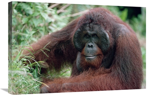 Global Gallery GCS-452369-2030-142 20 x 30 in. Orangutan Male, Adu