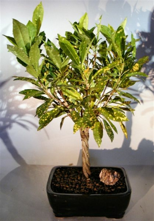 Croton Gold Dust Braided Twist Bonsai Tree (codiaeum variegatum)