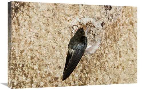 Global Gallery GCS-453630-2030-142 20 x 30 in. Edible-Nest Swiftlet on