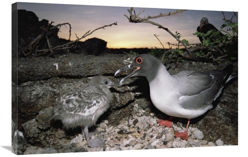 Global Gallery GCS-451520-2436-142 24 x 36 in. Swallow-Tailed Gull Gua