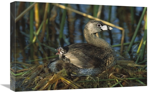 Global Gallery GCS-453306-1624-142 16 x 24 in. Pied-Billed Grebe with 