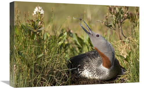 Global Gallery GCS-451942-1624-142 16 x 24 in. Red-Throated Loon Snaps