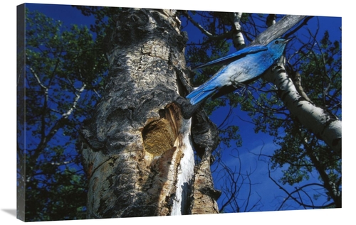 Global Gallery GCS-451930-2436-142 24 x 36 in. Mountain Bluebird Flyin