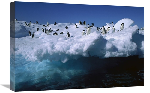 Global Gallery GCS-453393-1624-142 16 x 24 in. Adelie Penguins on Iceb