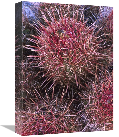Global Gallery GCS-452067-1216-142 12 x 16 in. Cotton-Top Cactus Detai