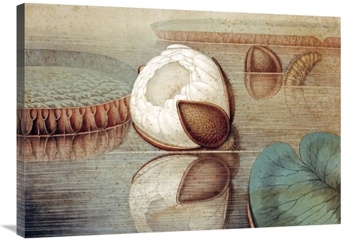 Global Gallery GCS-267278-36-142 36 in. The Great Water Lily of Americ