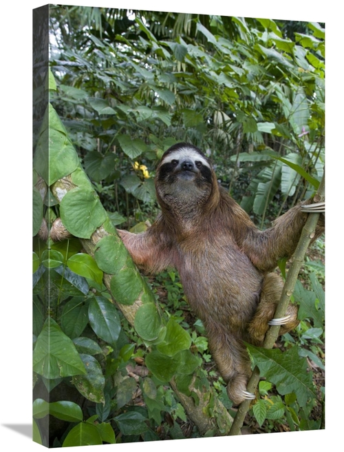 Global Gallery GCS-395844-1624-142 16 x 24 in. Brown-Throated Three-To