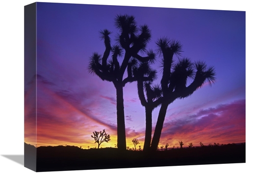 Global Gallery GCS-397007-1216-142 12 x 16 in. Joshua Trees at Sunrise