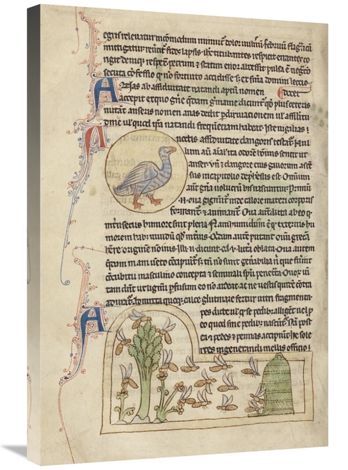 Global Gallery GCS-454771-2030-142 20 x 30 in. A Duck - Bees Art Print