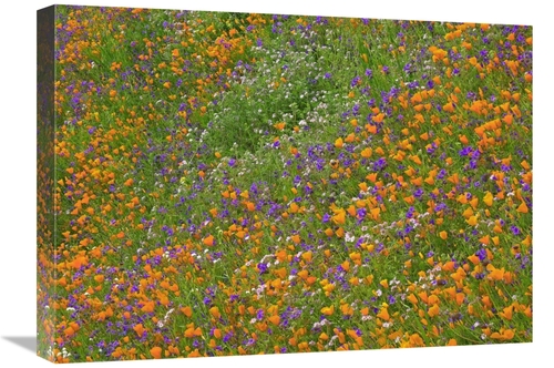 Global Gallery GCS-396920-1824-142 18 x 24 in. California Poppy & Dese