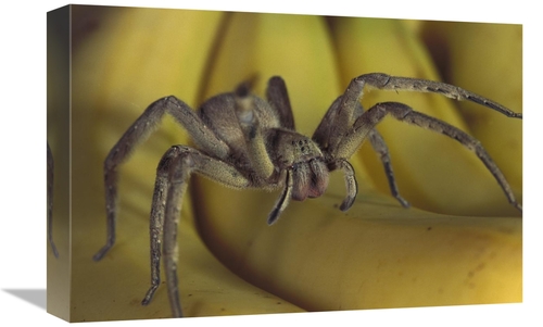 Global Gallery GCS-397506-1218-142 12 x 18 in. Hunting Spider or Banan