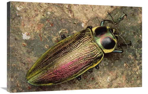 Global Gallery GCS-450985-2436-142 24 x 36 in. Metallic Wood-Boring Be