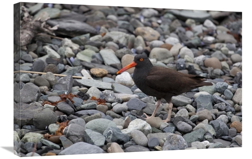 Global Gallery GCS-395463-2030-142 20 x 30 in. Black Oystercatcher&#44