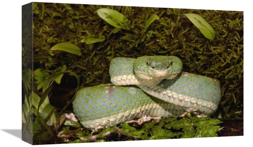 Global Gallery GCS-453190-1218-142 12 x 18 in. Eyelash VIper Coiled on