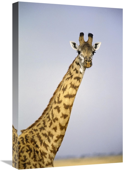 Global Gallery GCS-452977-1624-142 16 x 24 in. Masai Giraffe Portrait&