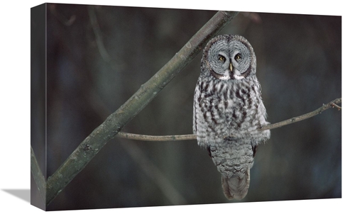 Global Gallery GCS-452996-1218-142 12 x 18 in. Great Gray Owl Portrait