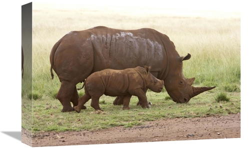 Global Gallery GCS-395480-1218-142 12 x 18 in. White Rhinoceros Mother