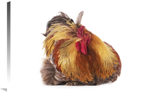 Global Gallery GCS-397521-2436-142 24 x 36 in. Domestic Chicken, P