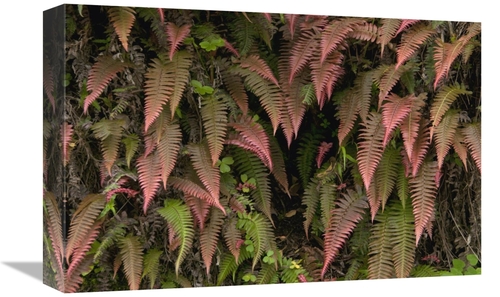 Global Gallery GCS-395562-1218-142 12 x 18 in. Young Ferns in Temperat