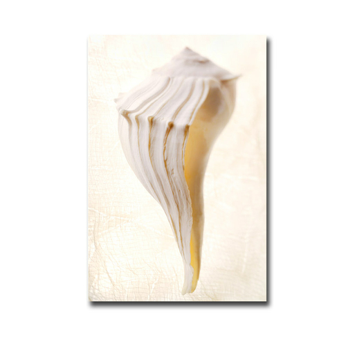 Artistic Home Gallery 1624C956EG Great White Shell by Gayle & Glen Wan