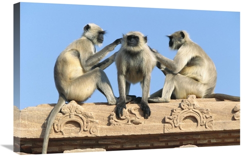 Global Gallery GCS-398101-2030-142 20 x 30 in. Hanuman Langur Three on