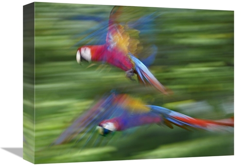 Global Gallery GCS-452250-1216-142 12 x 16 in. Scarlet Macaw Pair Flyi