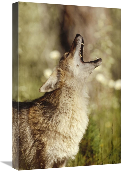 Global Gallery GCS-451963-1624-142 16 x 24 in. Coyote Adult Howling&#4