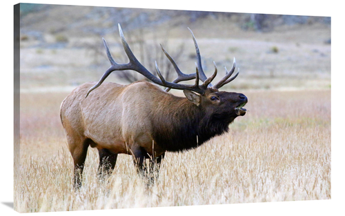 Global Gallery GCS-486473-44-142 44 in. The Long Neck Art Print - Vic 