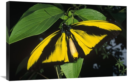 Global Gallery GCS-452345-2436-142 24 x 36 in. Goliath Birdwing Butter