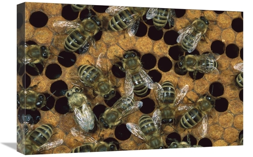 Global Gallery GCS-452361-1624-142 16 x 24 in. Honey Bee Workers on Ho