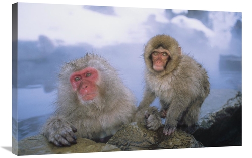 Global Gallery GCS-452434-2436-142 24 x 36 in. Japanese Macaques Soaki