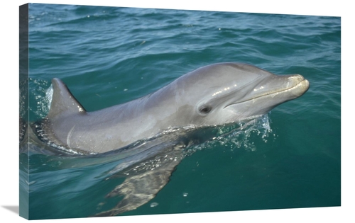 Global Gallery GCS-398477-2030-142 20 x 30 in. Bottlenose Dolphin Port