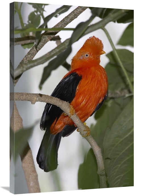 Global Gallery GCS-450855-2436-142 24 x 36 in. Andean Cock-Of-The-Rock