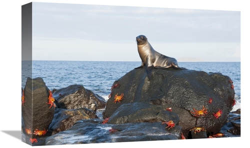 Global Gallery GCS-395602-1218-142 12 x 18 in. Galapagos Sea Lion Pup 