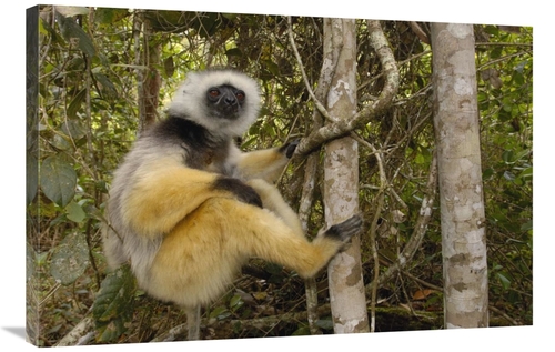 Global Gallery GCS-453029-2436-142 24 x 36 in. Diademed Sifaka, Ma