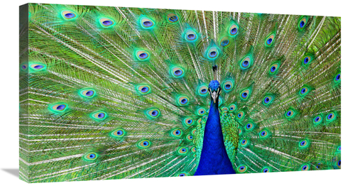 Global Gallery GCS-486596-30-142 30 in. Majestic Peacock I Art Print -