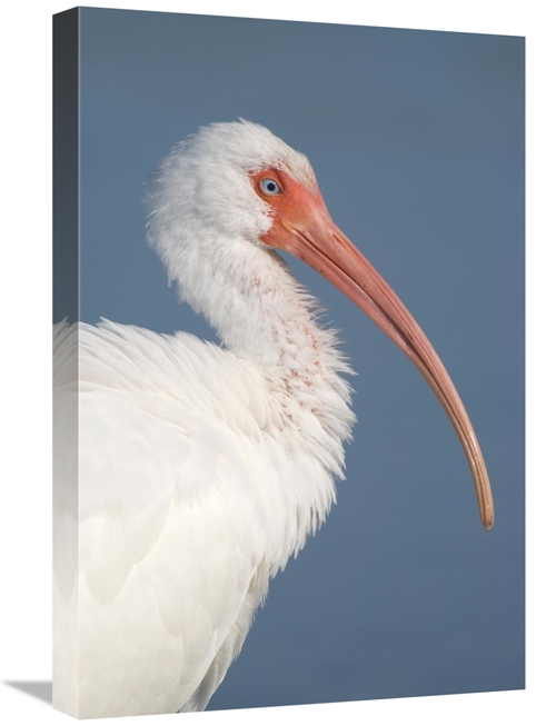 Global Gallery GCS-397290-1624-142 16 x 24 in. White Ibis, Fort My