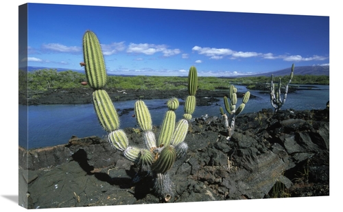 Global Gallery GCS-398462-2030-142 20 x 30 in. Giant Candelabra Cactus