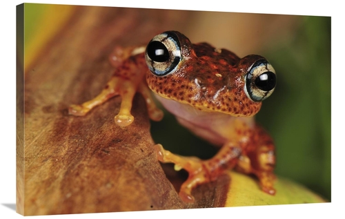 Global Gallery GCS-397651-2436-142 24 x 36 in. Tree Frog Portrait,